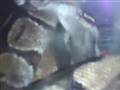 Kongepython der spiser en hamster